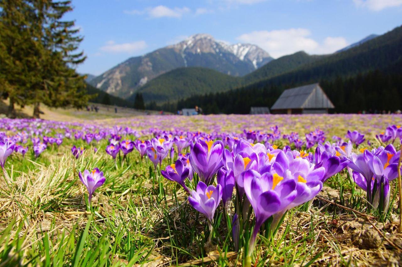 Hotel Helios 300M Od Krupowek Nowy Basen Od 12 Lipca Zakopane Dış mekan fotoğraf